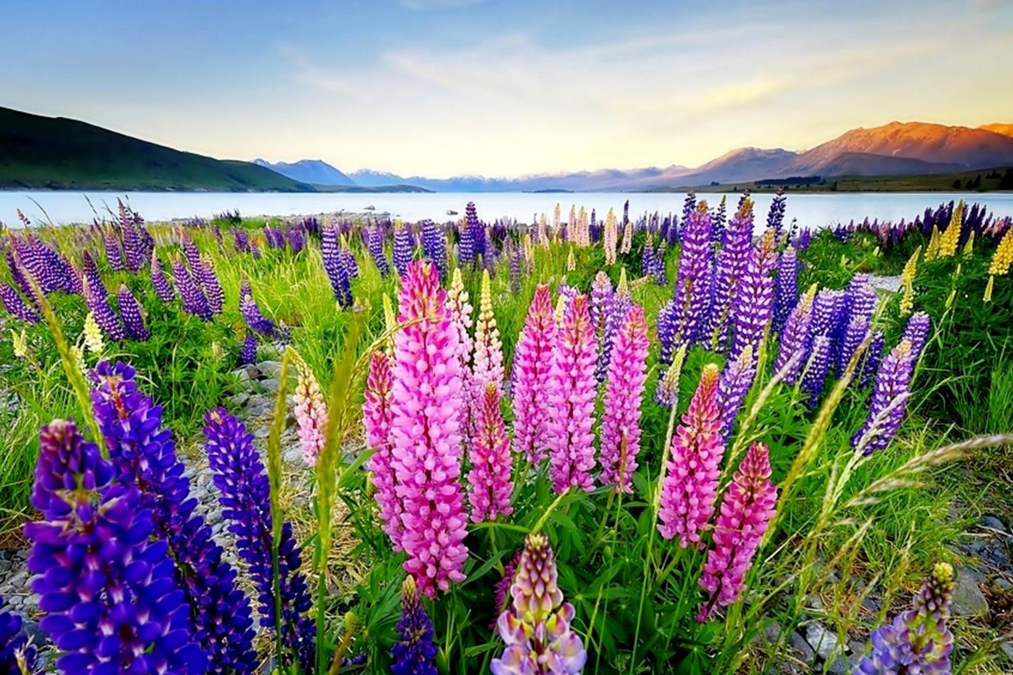 Tekapo1929 - Pioneer Cottage Lake Tekapo Dış mekan fotoğraf